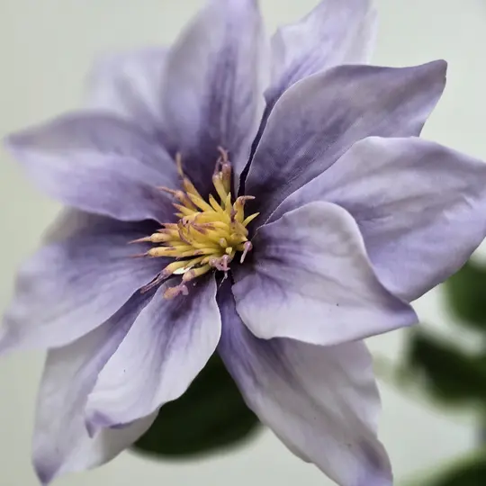 Zijden paarse bloem met gele meeldraden