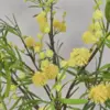 Kunsttakken mimosa met groene bladeren en gele bloemen