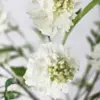 Witte scabiosa kunstbloemen op lichte achtergrond