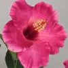 Roze zijden hibiscusbloem met groene bladeren