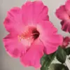 Zijden hibiscusbloem met roze kleur en groene bladeren