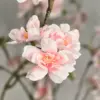 lichtroze-perzikroze zijden bloem aan bloesemtak