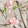 lichtroze-perzikroze zijden bloemen aan bloesemtak