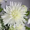 Witte zijden spider gerbera in kunstboeket