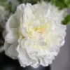 Witte zijden pioenroos in zwarte vaas
