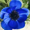 Blauwe zijden anemoon in kunstboeket