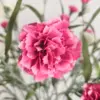 Roze zijden bloem in close-up