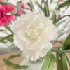 Witte zijden bloem in close-up
