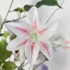 Close up van witte zijden bloem