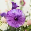 Close up van zijden paarse bloem in boeket