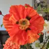 Oranjerode zijden klaproos in zijden boeket